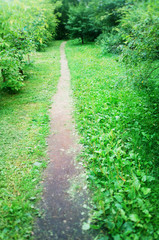 Fototapeta na wymiar Vertical park path landscape background