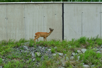 Roe deer walking near the people residence