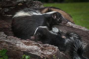 Mother Striped Skunk (Mephitis mephitis) Paw Over Kit