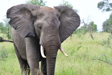 elephants in Kruger national park in South Africa