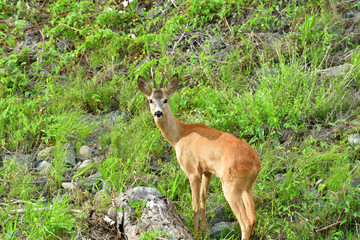 Roe deer walking on the rock hill   