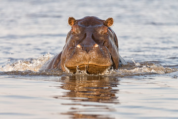 Angry hippopotamus charging the boat on the Chobe River at sunrise.