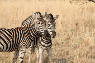 Female zebra with its foal, Pilanesberg National Park, South Africa