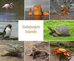 Collage of pictures from the Galapagos Islands with room for text
