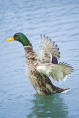 Ducks in a pond
