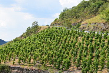 Weinberge bei Pommern an der Mosel