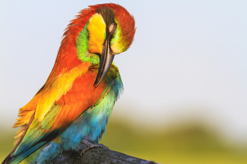 exotic bird arching neck cleans colored feathers