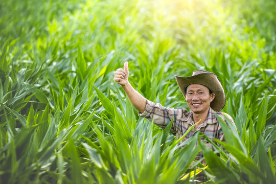 Young farmer showing thumb up and smiling in green corn field.