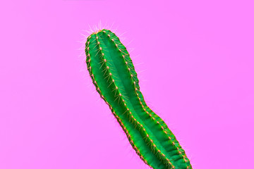 Cactus. Minimal Fashion. Creative Design. Art