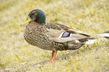 Ducks in a pond