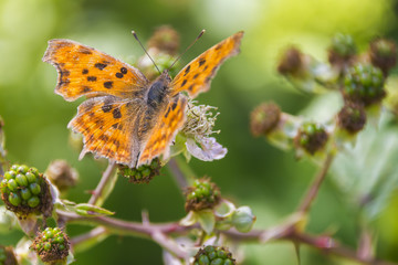 Einzelner C-Falter beim Sonnen auf Beerenstrauch