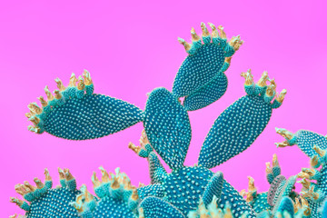 Cactus. Minimal Fashion. Creative Design. Art