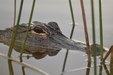Alligator Greeting