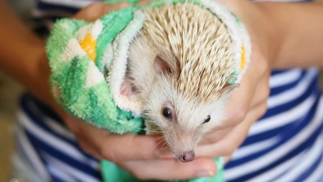 Close-up of the hedgehog's face, cute hedgehog face