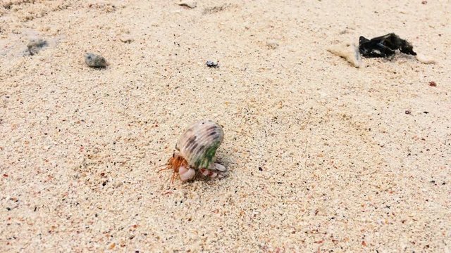 Small Hermit crab walks on the send with a seashell on his back