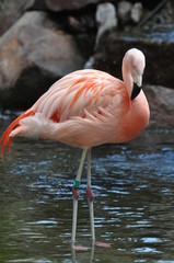 Fototapeta na wymiar wading Flamingo