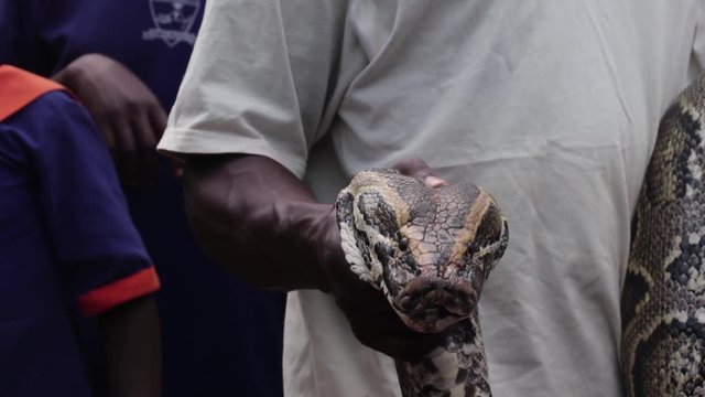 A close up shot of the head of a large African rock python being held and displayed at a wildlife exhibition in Africa.