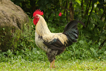 Big rooster walking around a farm's garden