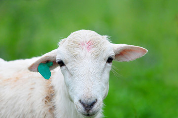 Close up of a young ewe with a green grass background