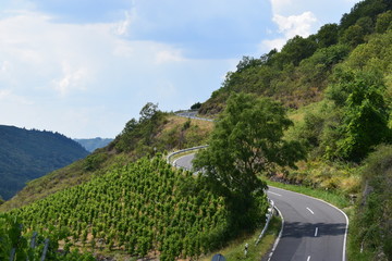 Serpentinen durch Weinberge, Pommern an der Mosel