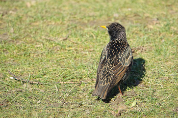 Common starling (Sturnus vulgaris)