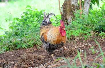 Big young rooster  attracting the hens in a farm's backyard