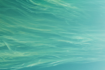 Obraz premium long underwater grass on the current. blurring