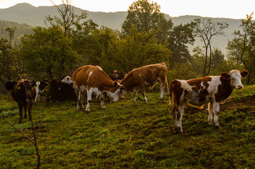 Obraz premium Cows