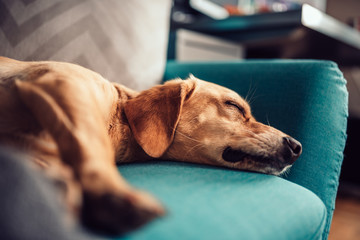 Dog sleeping on a sofa - Powered by Adobe