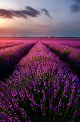 Fototapeta na wymiar Field of Lavender
