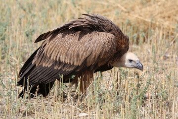 Fototapeta premium buitre leonado