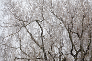  Frozen willow tree in the harsh conditions of winter in Paris