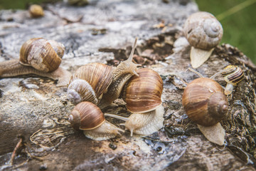 The Roman snail (Helix pomatia) on a tree