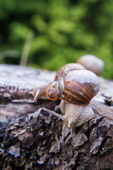 The Roman snail (Helix pomatia) on a tree