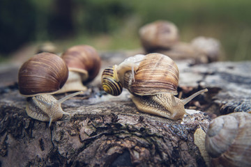 The Roman snail (Helix pomatia) on a tree