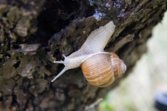 The Roman snail (Helix pomatia) on a tree