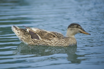 Ducks in a pond