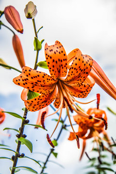 Fototapeta Orange tigerlily flowers blooming in a garden