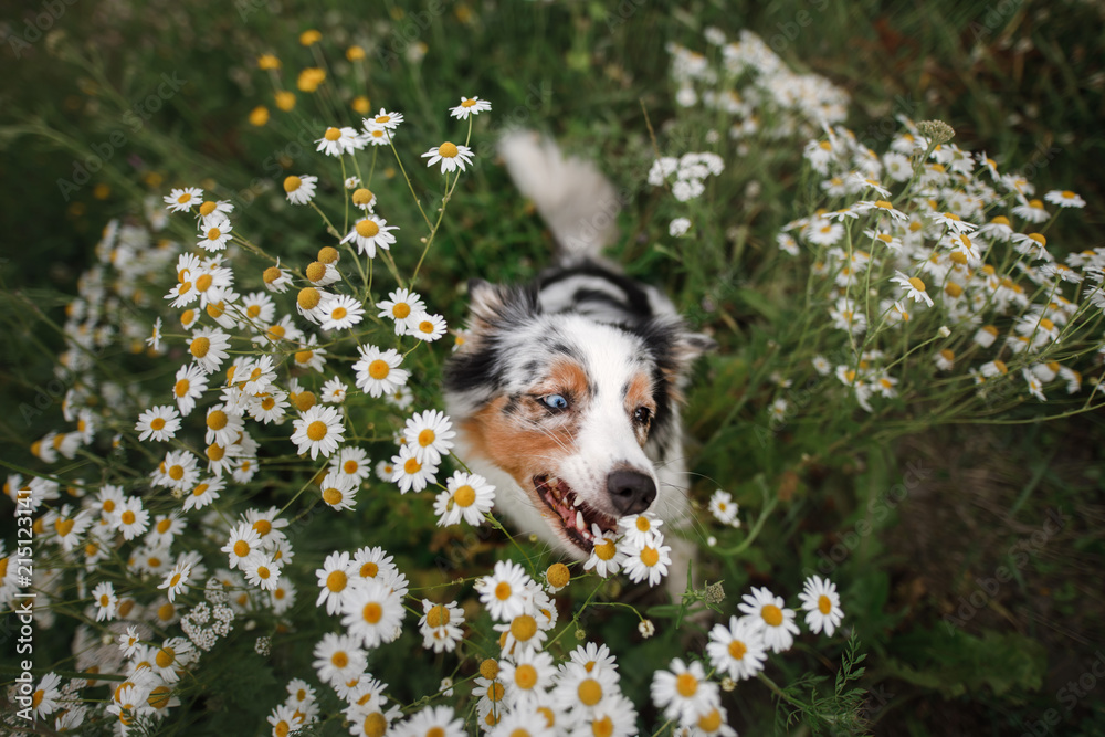 Wall mural A happy dog in flowers. The pet is smiling. Field Camomiles. The Astralian Shepherd Tricolor