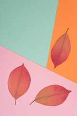 Autumnal colorful background with place for text