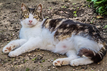 Cat in a garden resting, lying on the ground