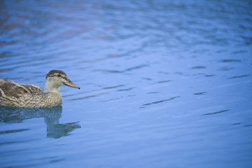 Ducks in a pond