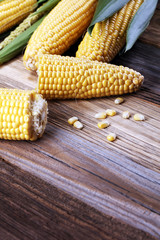 Fresh corn on cobs on rustic wooden table.