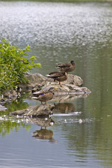 Wild Ducks in Their Scenic Habitat