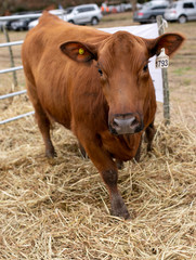 angus