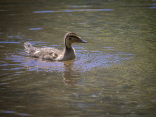 Cute baby duck on water