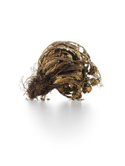 Rose of Jericho Dried