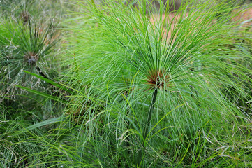 papyrus sedge at a lake shore