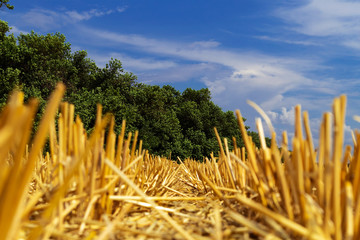 A number of cropped wheat ears on the field after harvest on the background of green trees and blue sky with clouds.