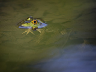 Cute little green frog in water